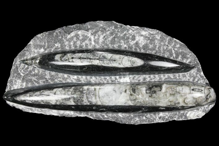 Polished Orthoceras (Cephalopod) Fossils - Morocco #96629